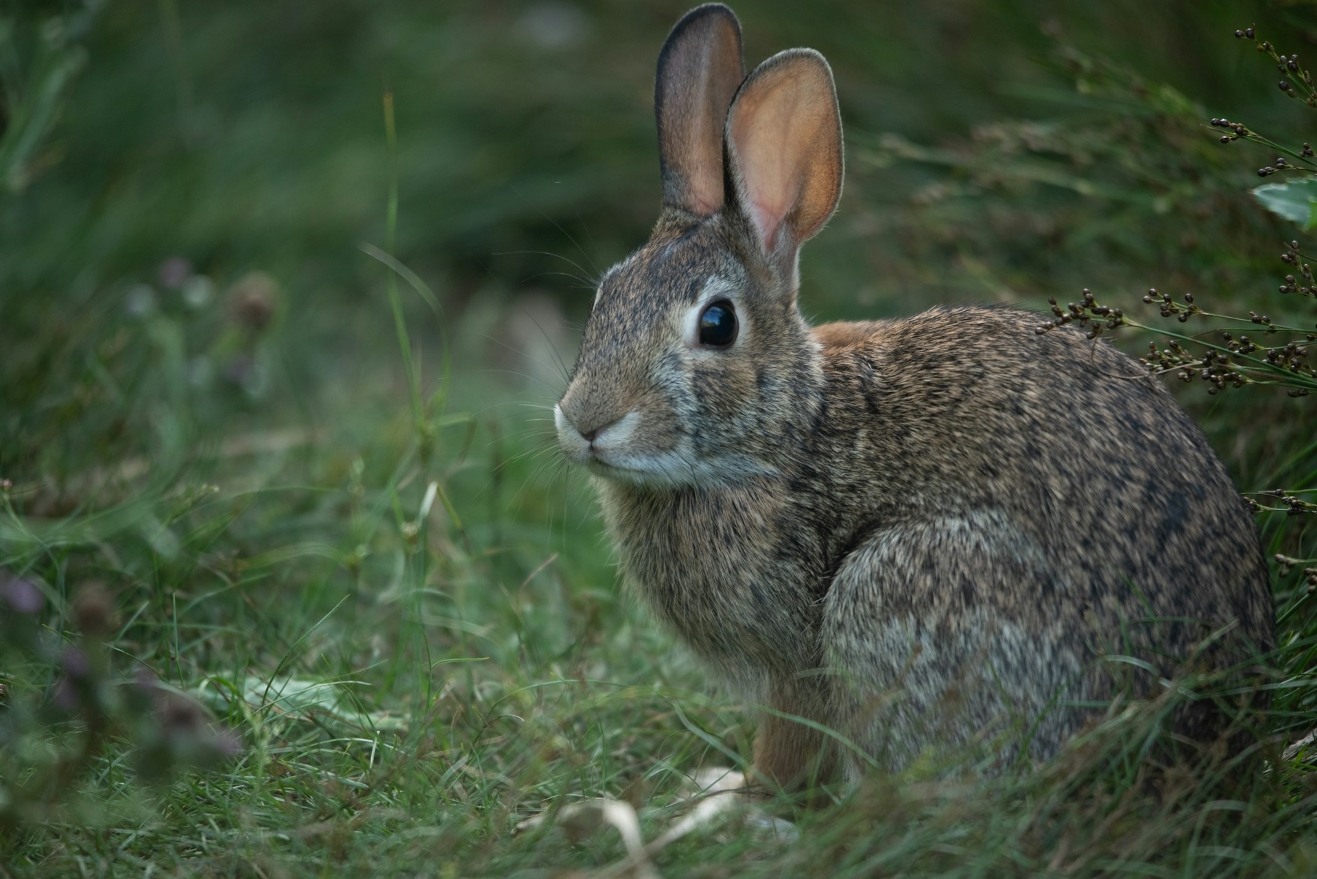 Rabbit Season